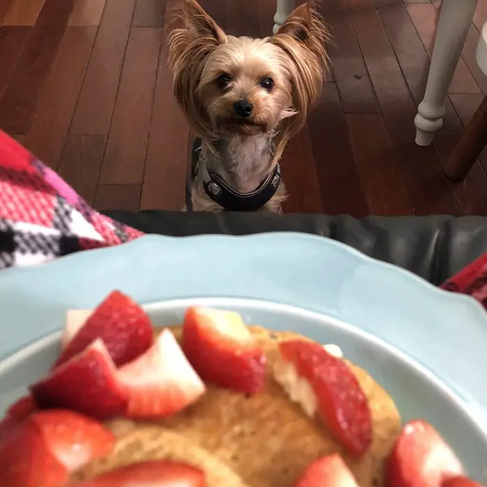 Yorkshire Terrier staring at food