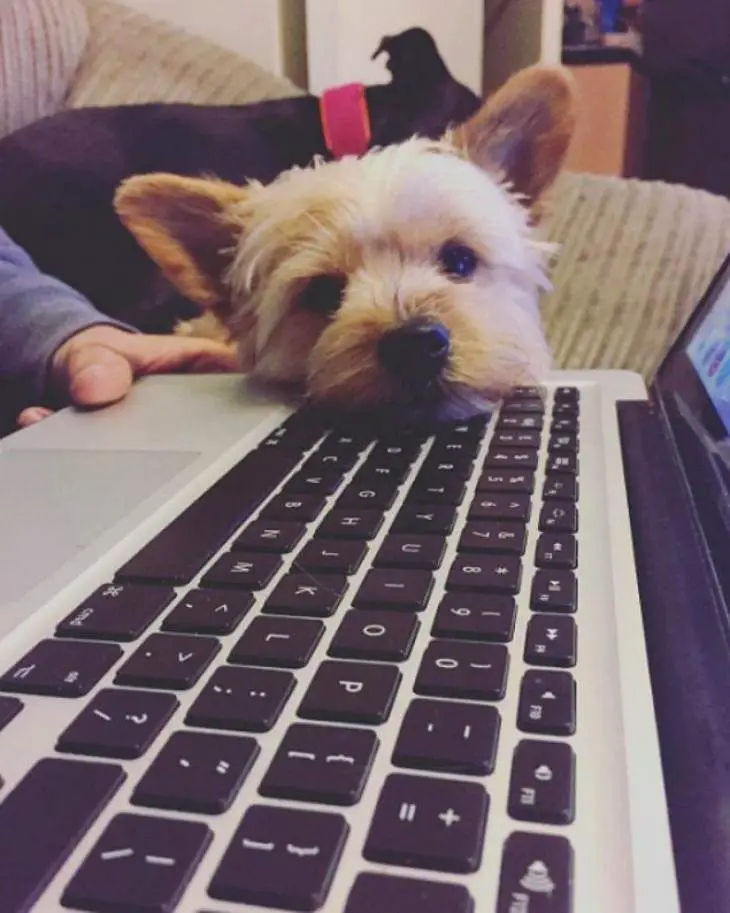 Yorkshire Terrier puppy with its cute face on its owners laptop