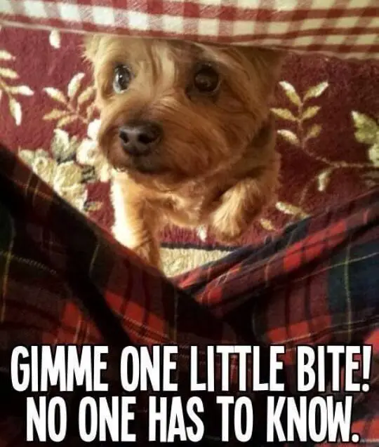 Yorkshire Terrier begging face with text 