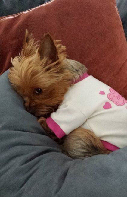 Yorkshire Terrier snuggled up with its owner in bed and wearing a cute shirt