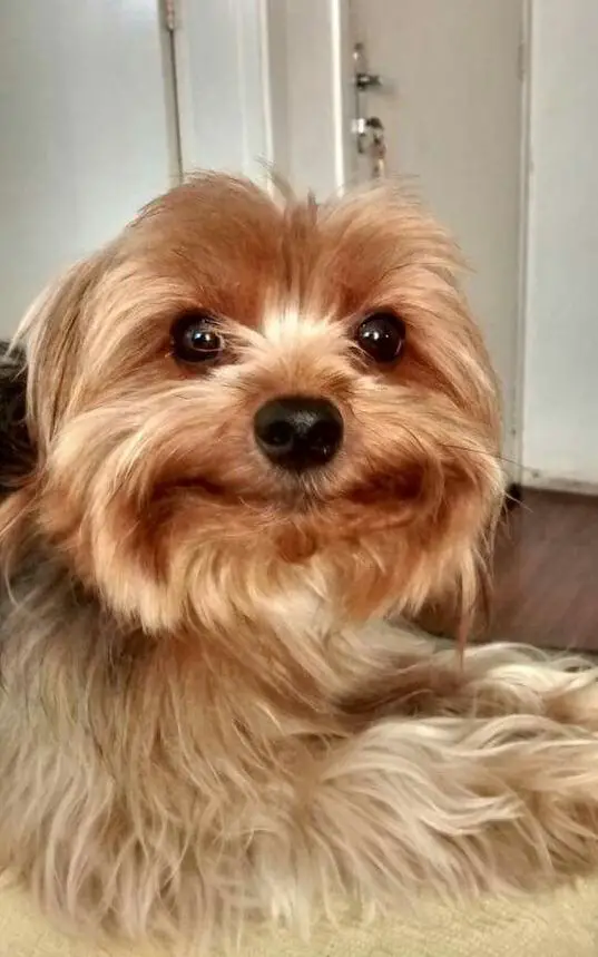 Yorkshire Terrier smiling