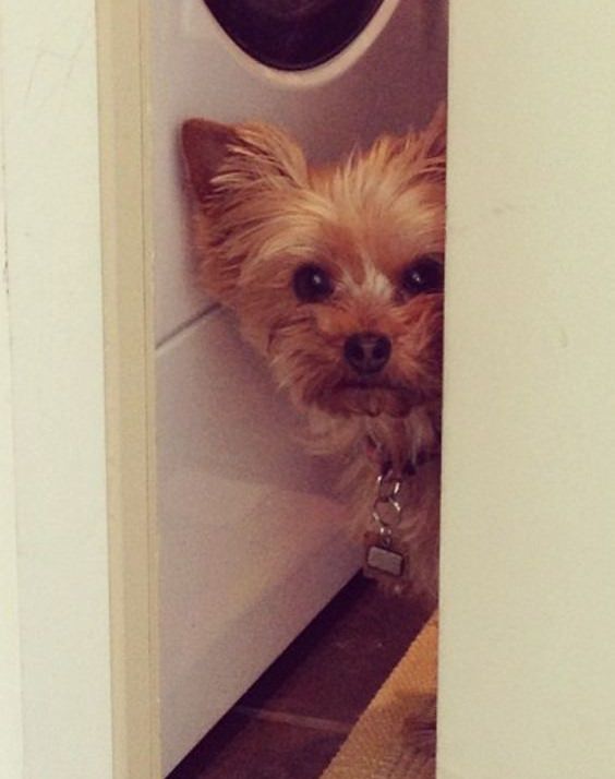 Yorkshire Terrier peeking on the door