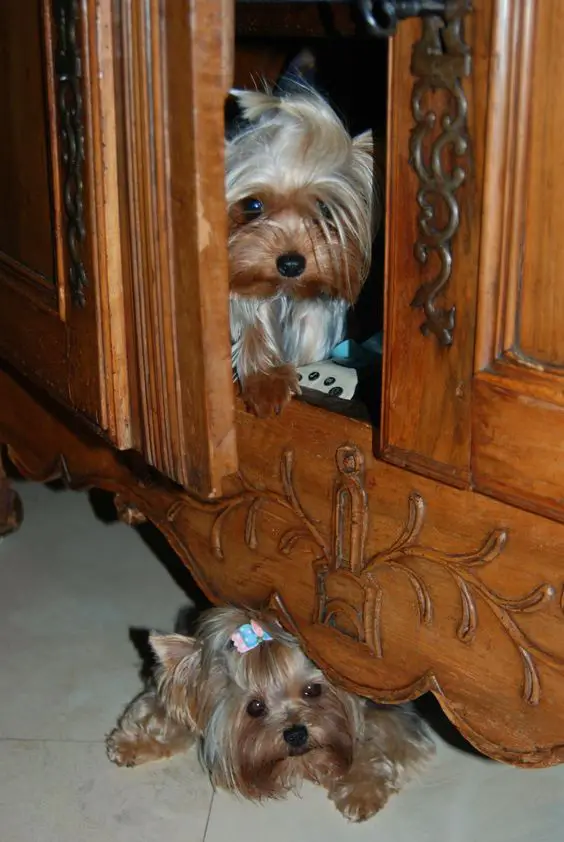 Yorkshire Terriers inside the cabinet and below
