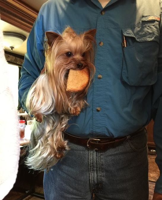 Yorkshire Terrier with a toast bread in its mouth