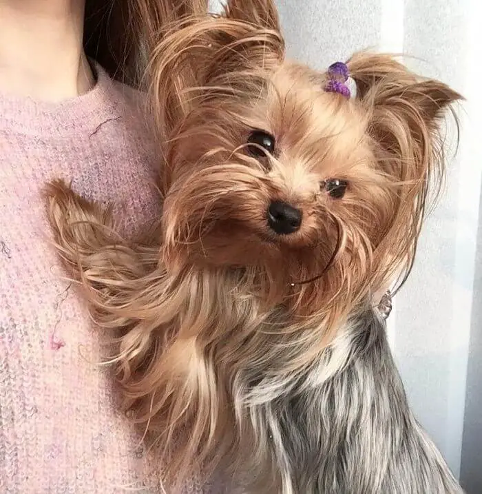 carrying a cute Yorkshire Terrier with a pony tail on top of its head