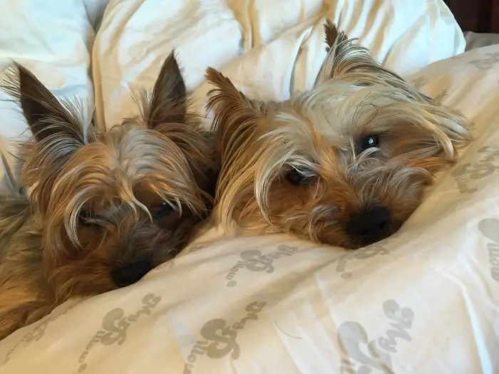 two Yorkshire Terrier lying in bed