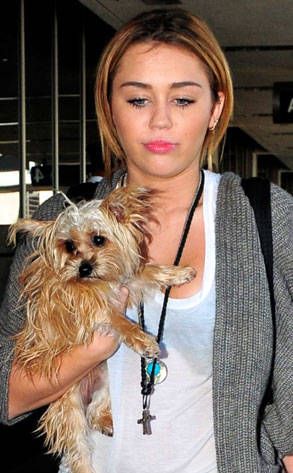 Miley Cyrus carrying her Yorkshire Terrier