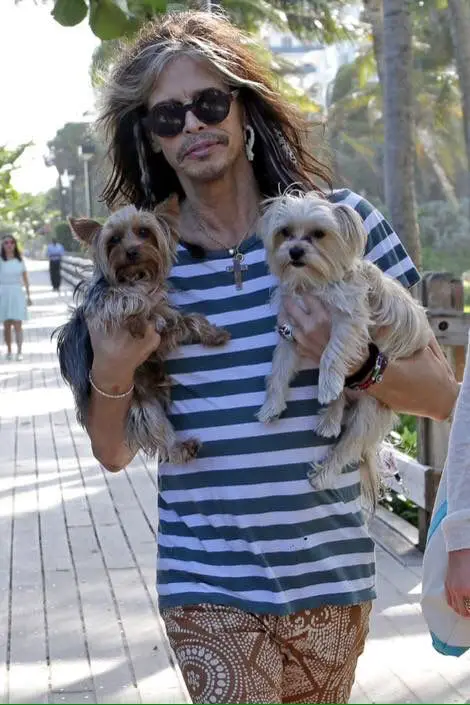 Steven Tyler walking at the park while carrying his Yorkshire Terrier and his white dog