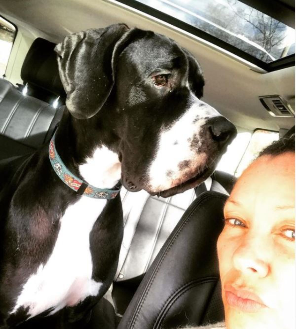 Vanessa Williams taking a selfie inside the car with her Great Dane dog