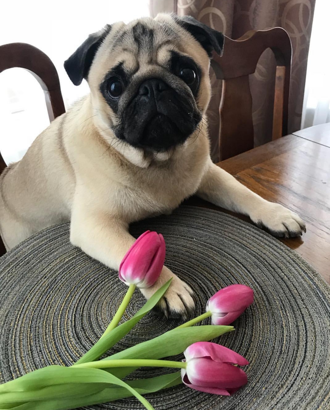 Pug standing up across the table behind the three pink tulip flowers