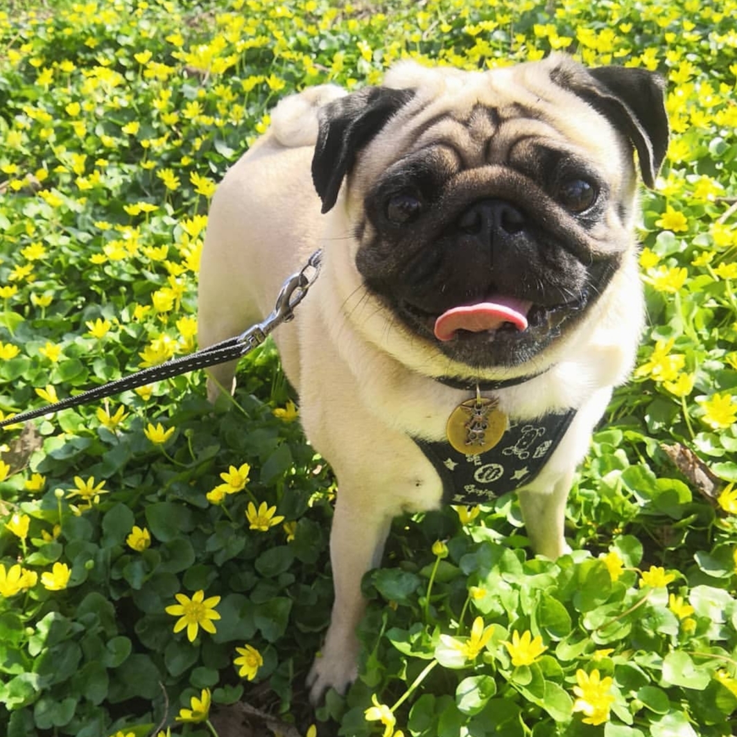 a happy Pug standing on the green grass with tiny yellow flowers
