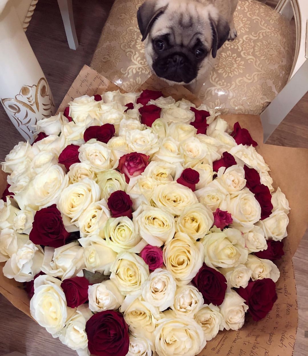 Pugs sitting on the chair behind the huge bouquet of roses