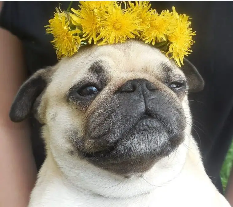 Pug wearing a crown made with yellow flowers