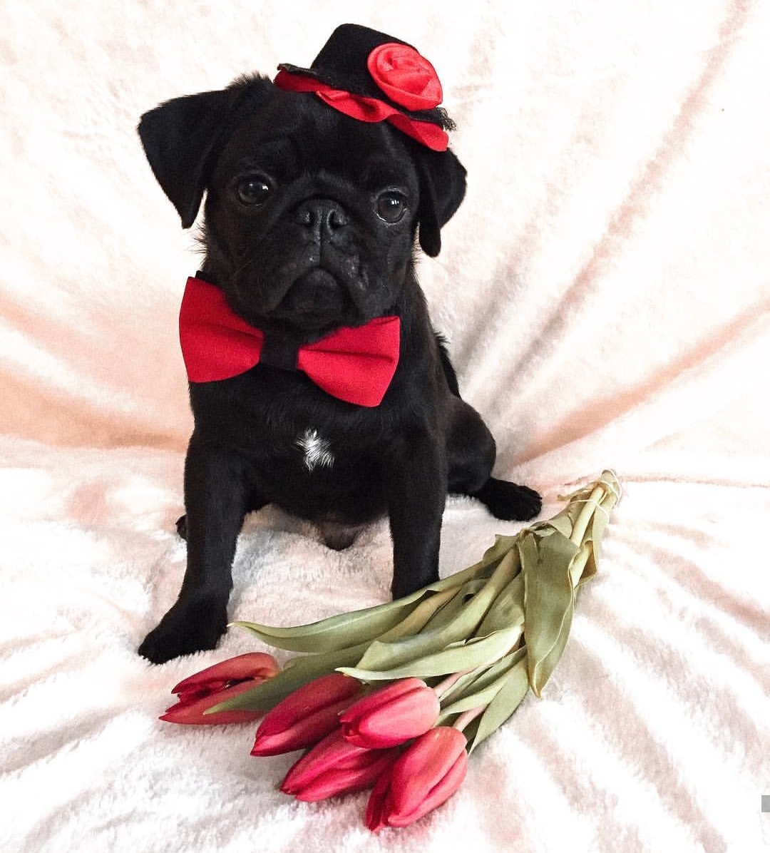 black pug wearing a red bow tie and black hat with red flowers while sitting on the blanket behind the tulip flowers