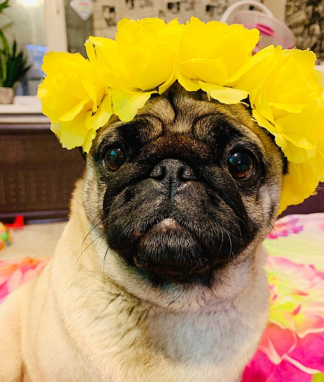 Pug sitting on the bed wearing a yellow flower crown