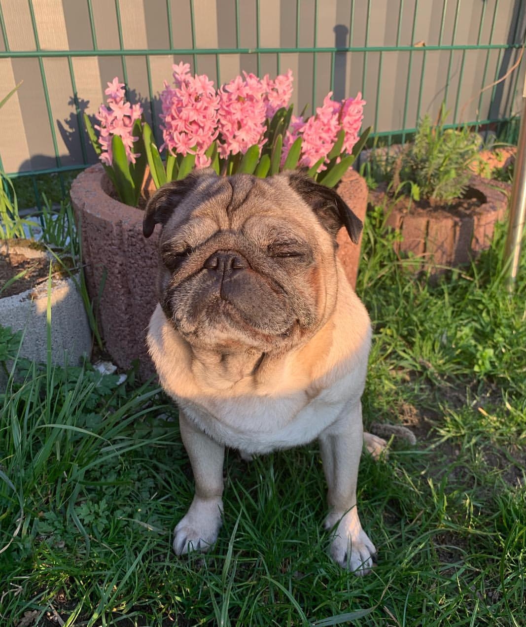 Pug sitting in the garden with an afternoon sunlight on its smiling face