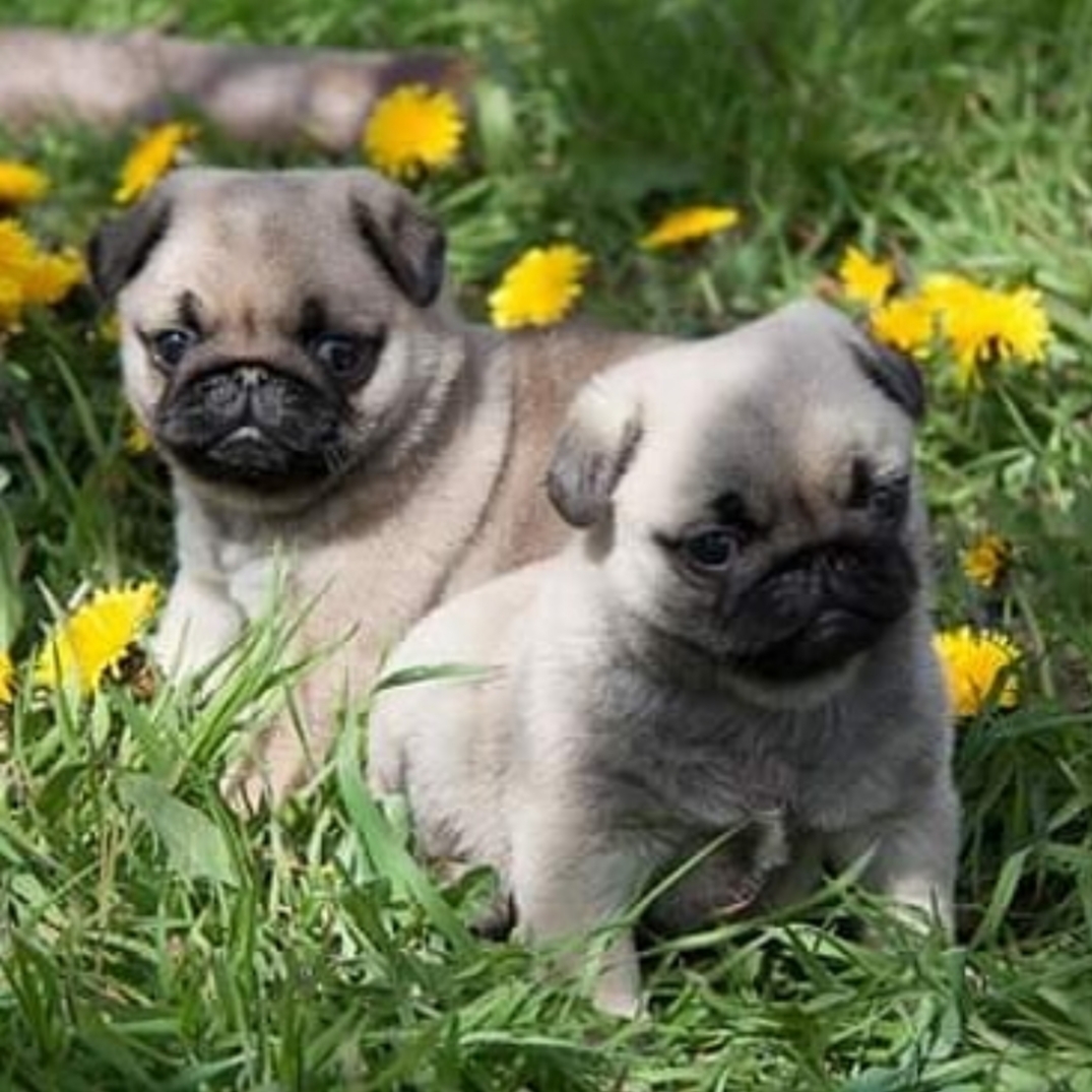 two Pug puppies on the green grass with yellow wildflowers