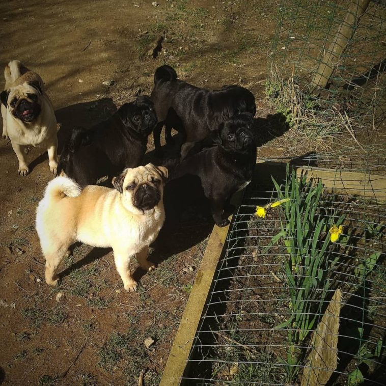 five pugs standing on the ground in the garden at night