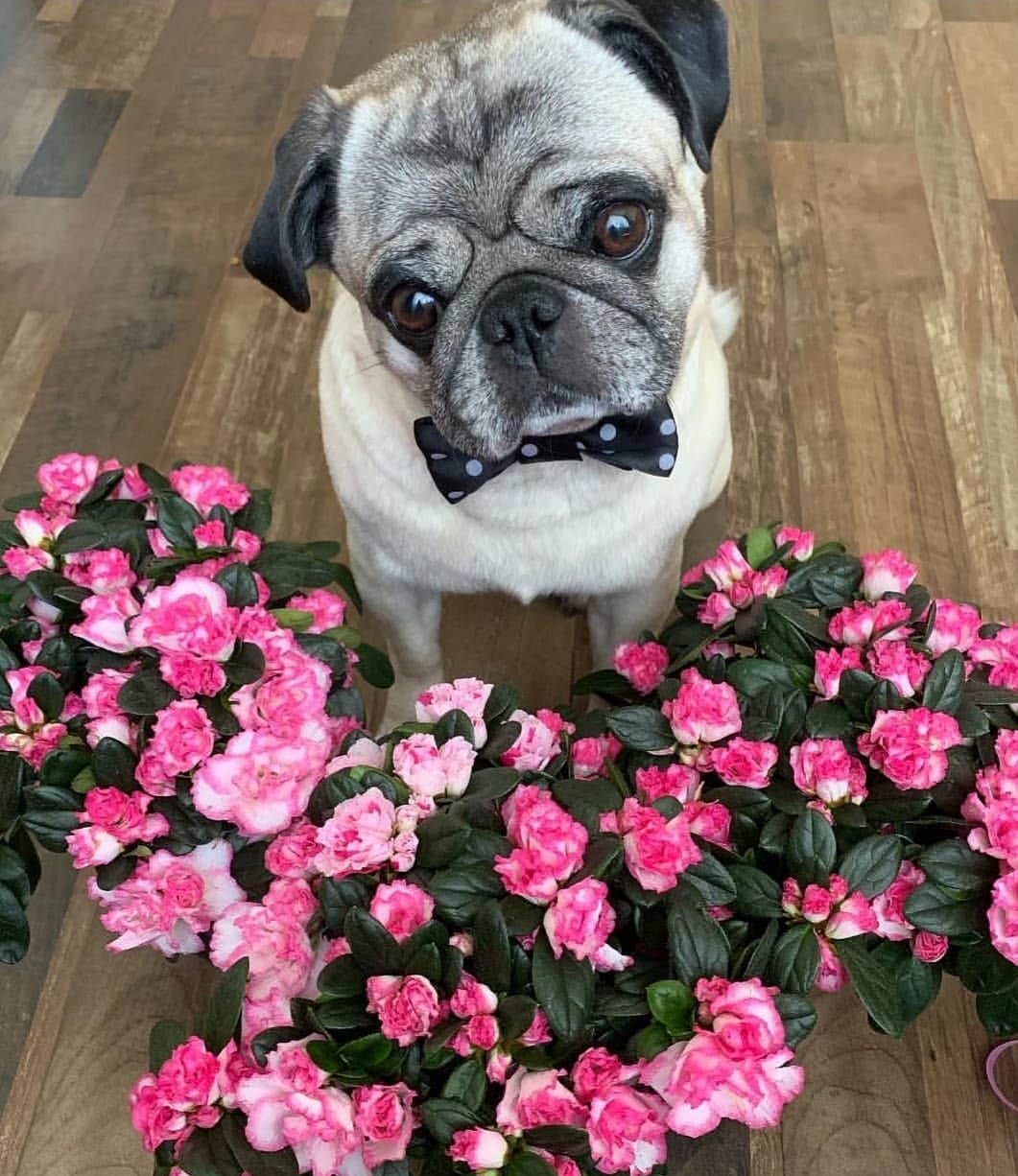 A pug wearing a bow tie sitting on the floor behind a bunch of pink flowers