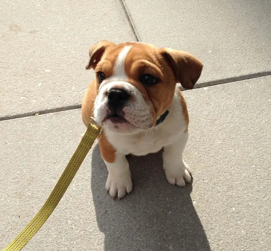 A Beabull puppy sitting on the pavement under the sun