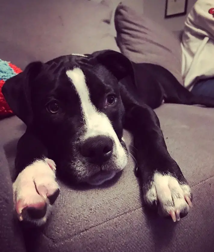 ABull-Boxer puppy lying on the couch with its sad face
