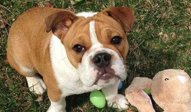 english bulldog aussie mix