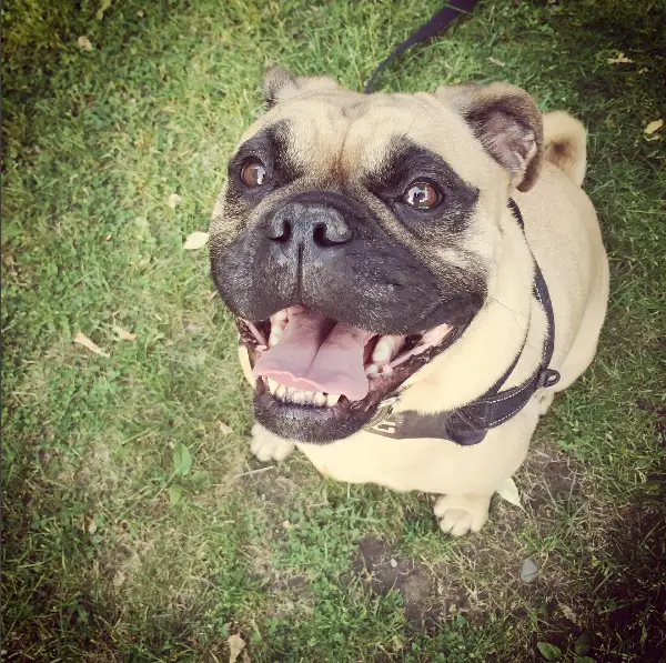A Miniature Bulldog sitting on the grass while smiling