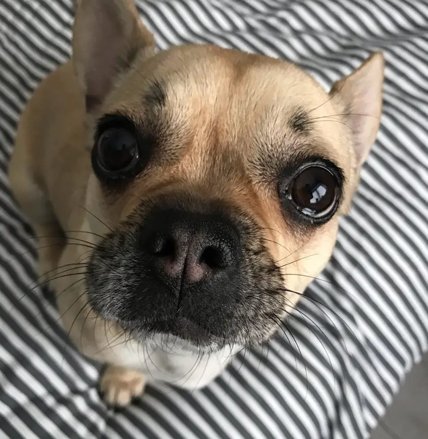 A Bullhuahua sitting on the bed with its begging face