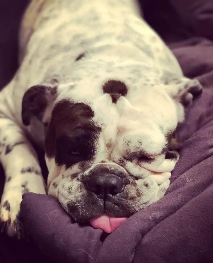 A Bullmatian sleeping on the bed with its tongue out
