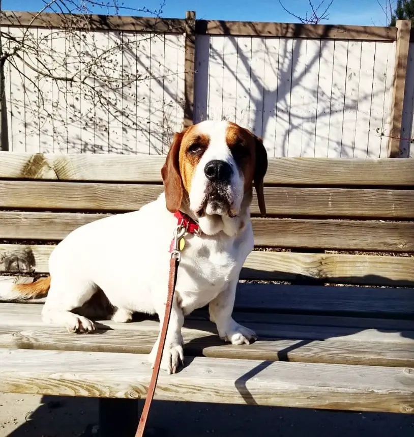 A Bully Basset sitting on the bench under the sun