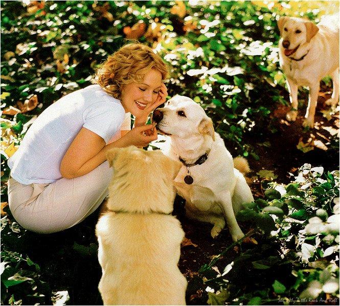 Drew Barrymore sitting on the garden with her three Labradors