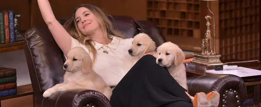 Drew Barrymore sitting on the sofa with her three Labrador puppies