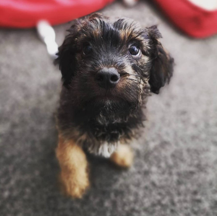 A English Boodle puppy sitting on the floor with its begging face