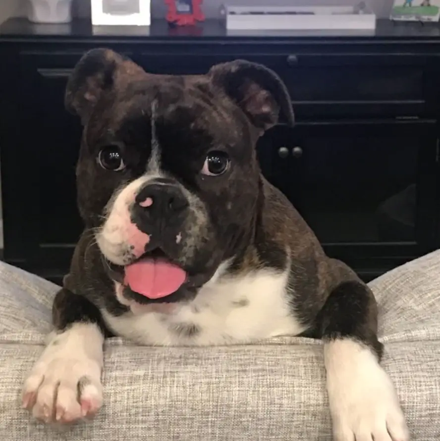 A English Boston-Bulldog standing on the couch while smiling