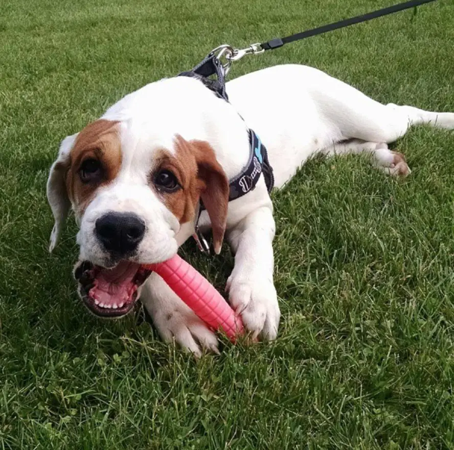 A English Bull Springer lying on the grass while biting its toy