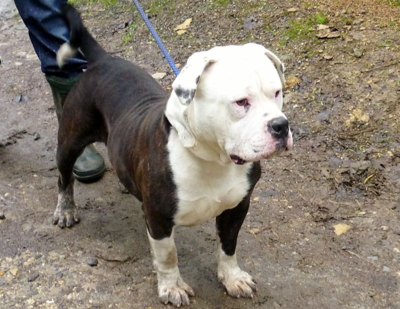 A English Bull Staffy standing on the ground with a man behind him