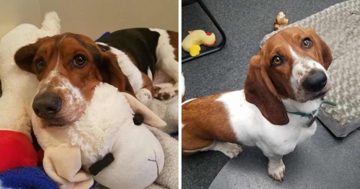 10 Things You Need To Know Before Getting a Basset Hound The Paws