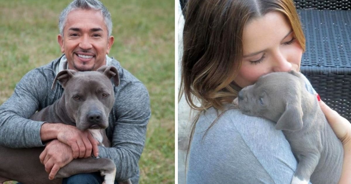 33 Celebrities Who Own Pit Bulls The Paws