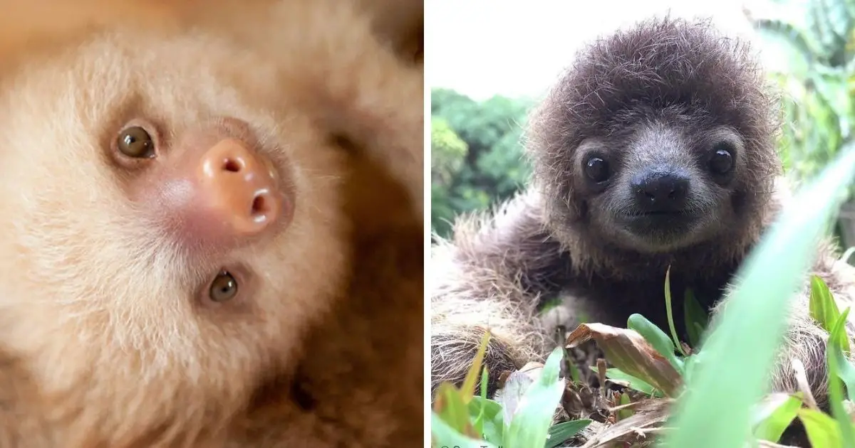 10 Amazing Facts About Sloths - The Paws