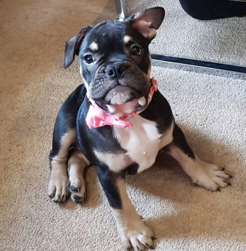 A Free-Lance Bulldog sitting on the floor