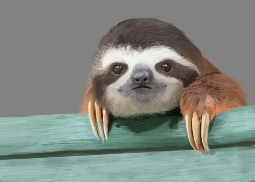 Sloth art