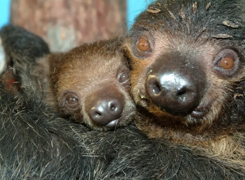 Sloth mom hugging its baby