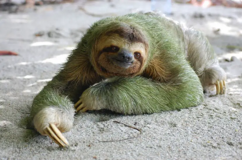 Sloth lying down on the ground
