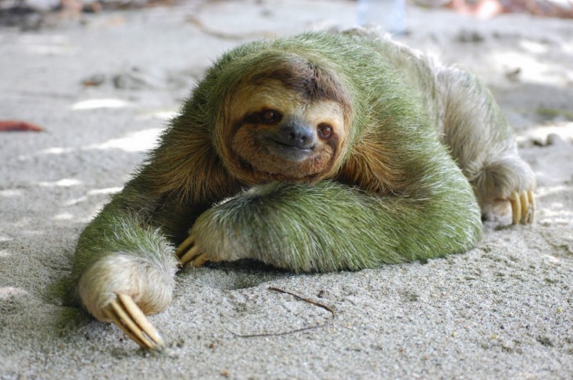 Sloth lying down on the ground