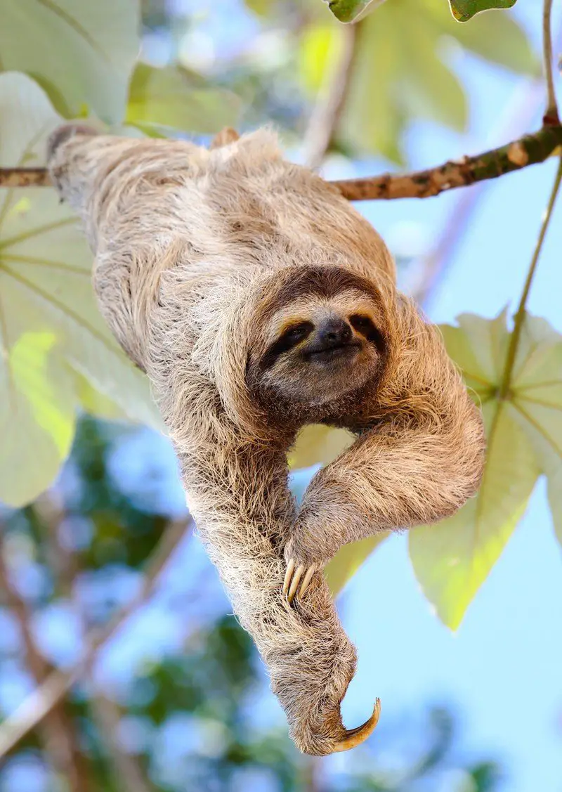 smiling Sloth hanging from the branch of a tree