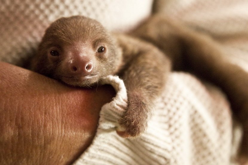 baby Sloth in a woman's arms