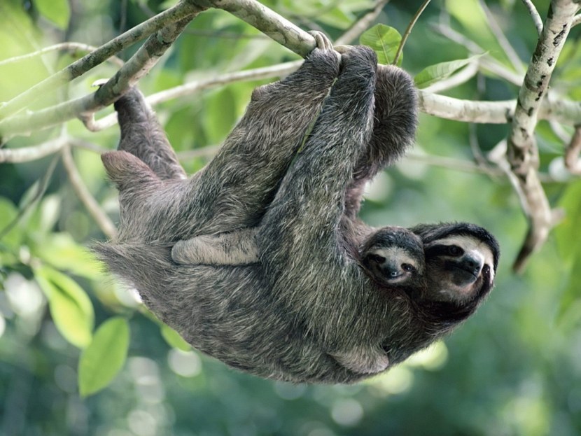 Sloth and her baby hanging from the branch of a tree