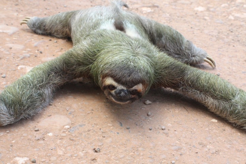 Sloth lying flat with its arms and legs wide open on the ground