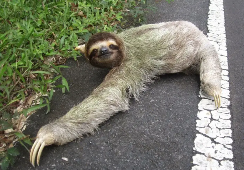 Sloth crawling on the road towards the grass