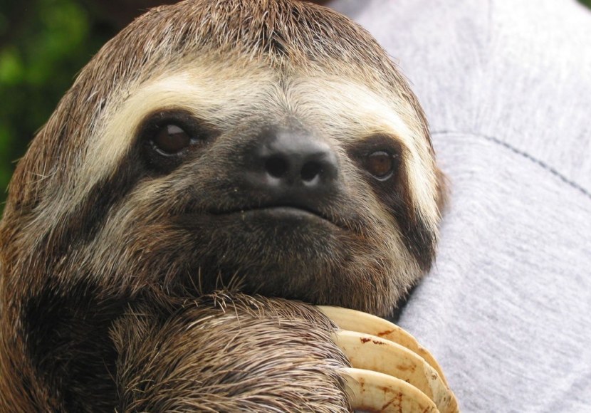 Sloth clinging to a person's arm